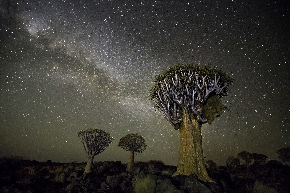 Созвездие Ворон и колчанные деревья в Намибии. Автор Бет Мун