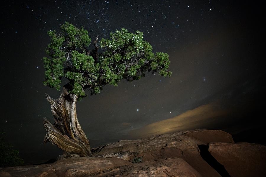 Созвездие Дельфин и можжевеловое дерево в Юте, США. Автор Бет Мун