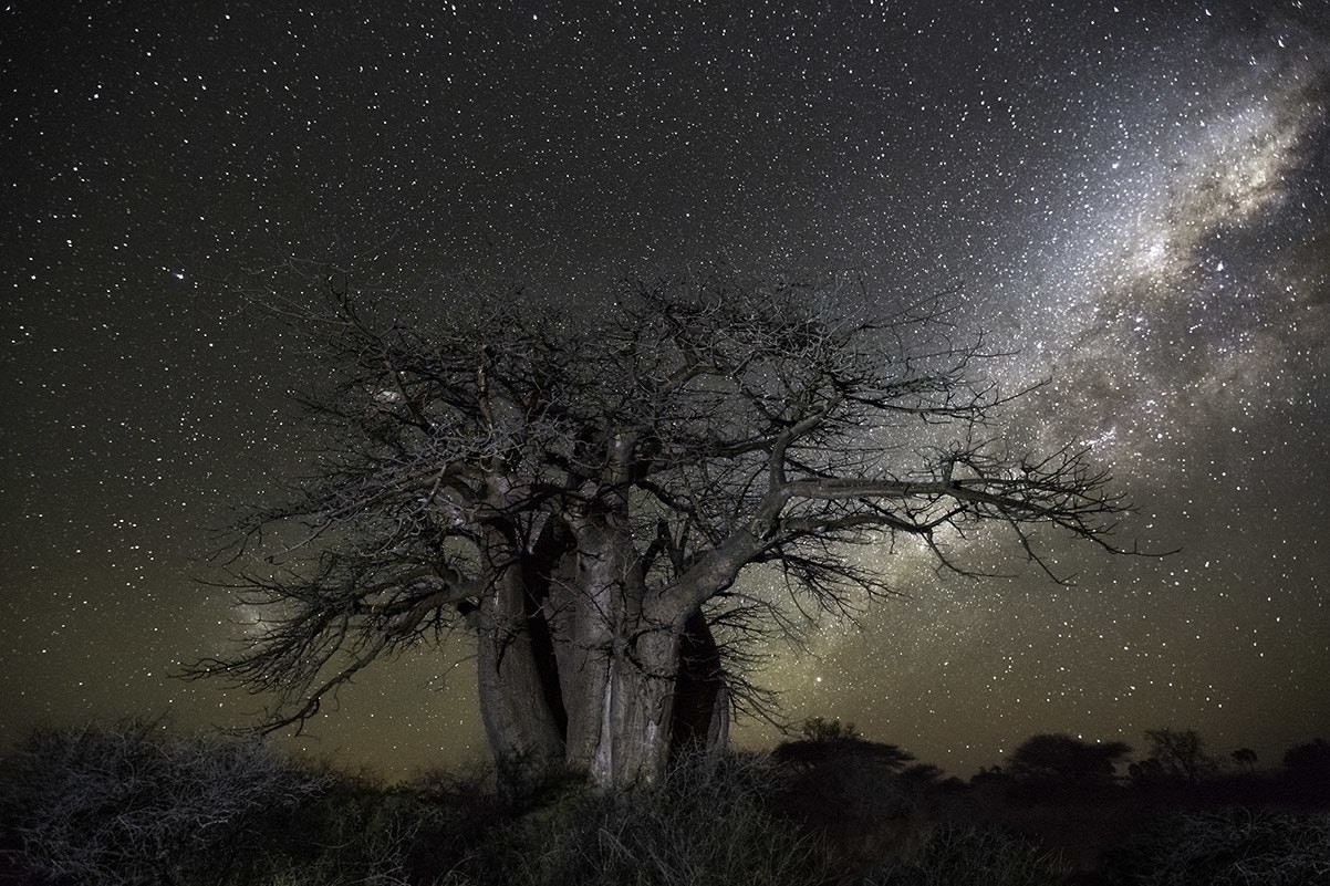 Созвездие Кит и баобаб в Ботсване. Автор Бет Мун