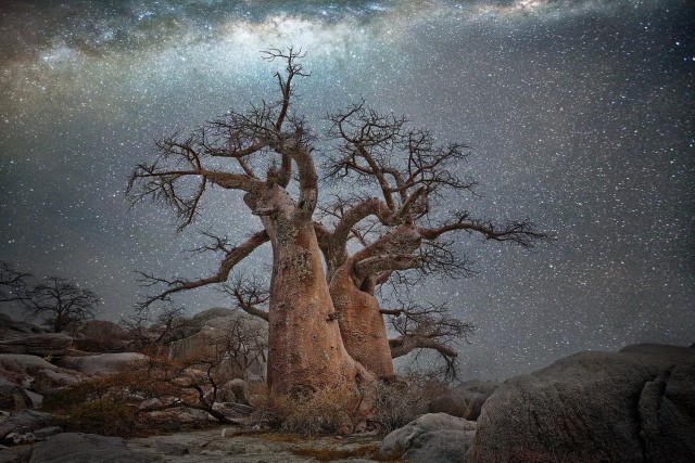 Созвездие Паруса и баобаб в Ботсване. Автор Бет Мун