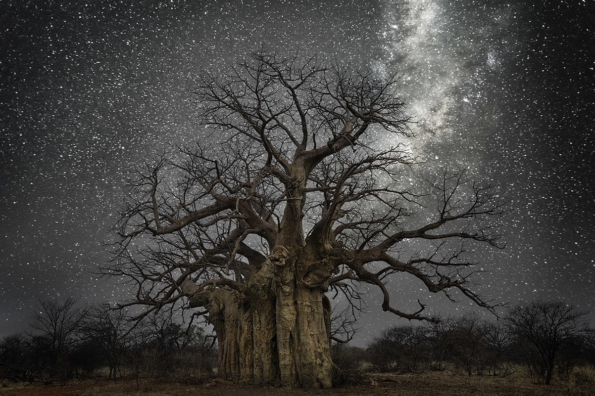 Созвездие Ящерица и баобаб в Ботсване. Автор Бет Мун