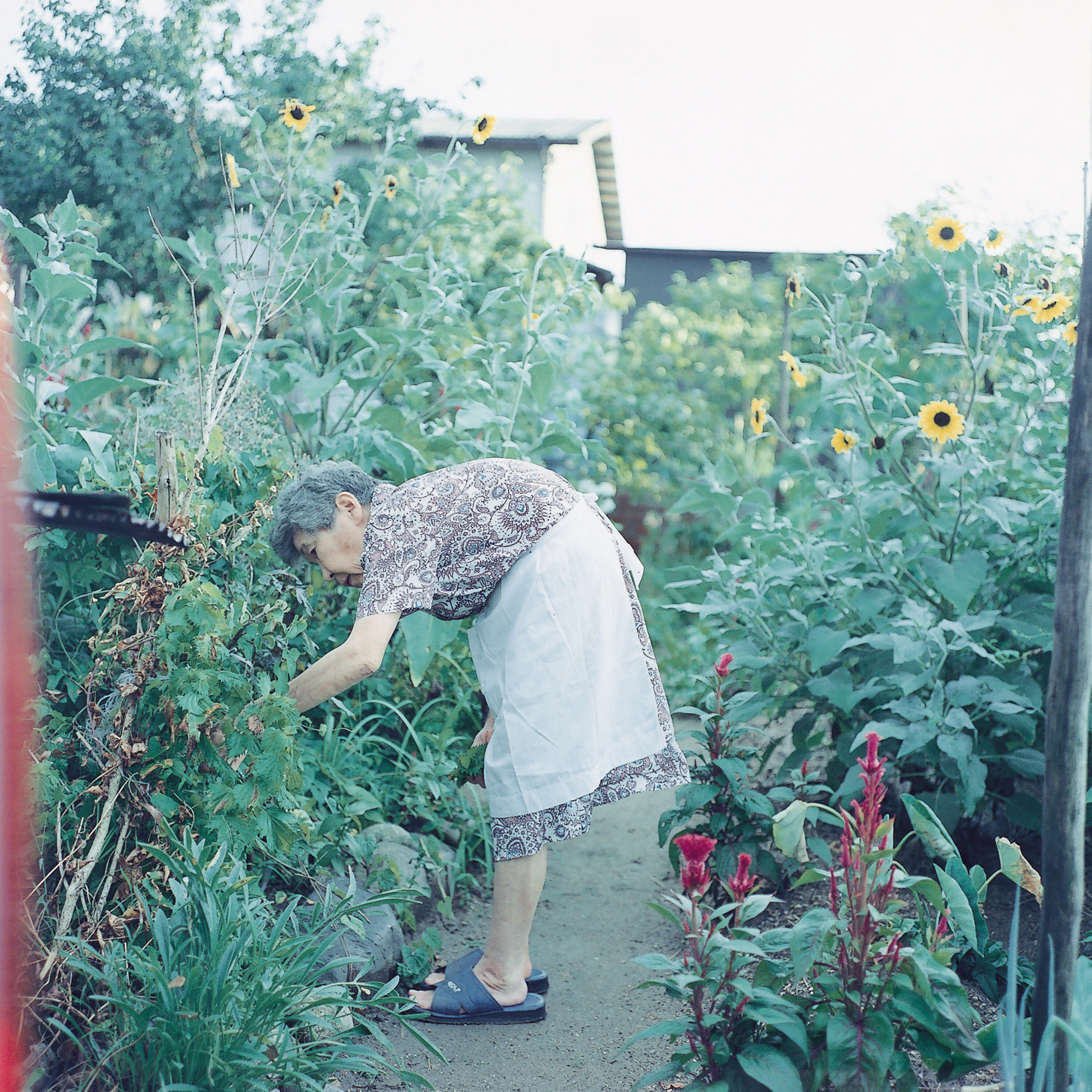 Серия Цуй Цуй, 2005 год. Фотограф Ринко Каваучи