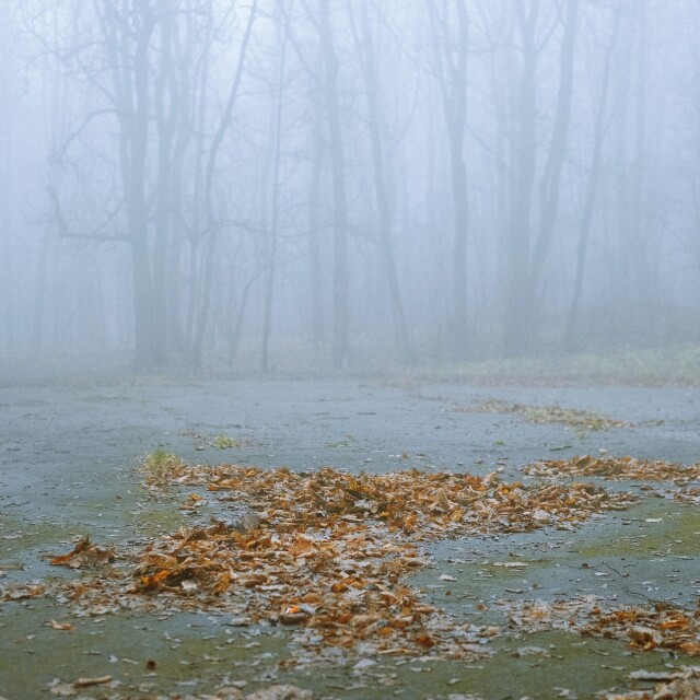 Густой туман последнего дня октября. Фотограф Дарья Пискарева
