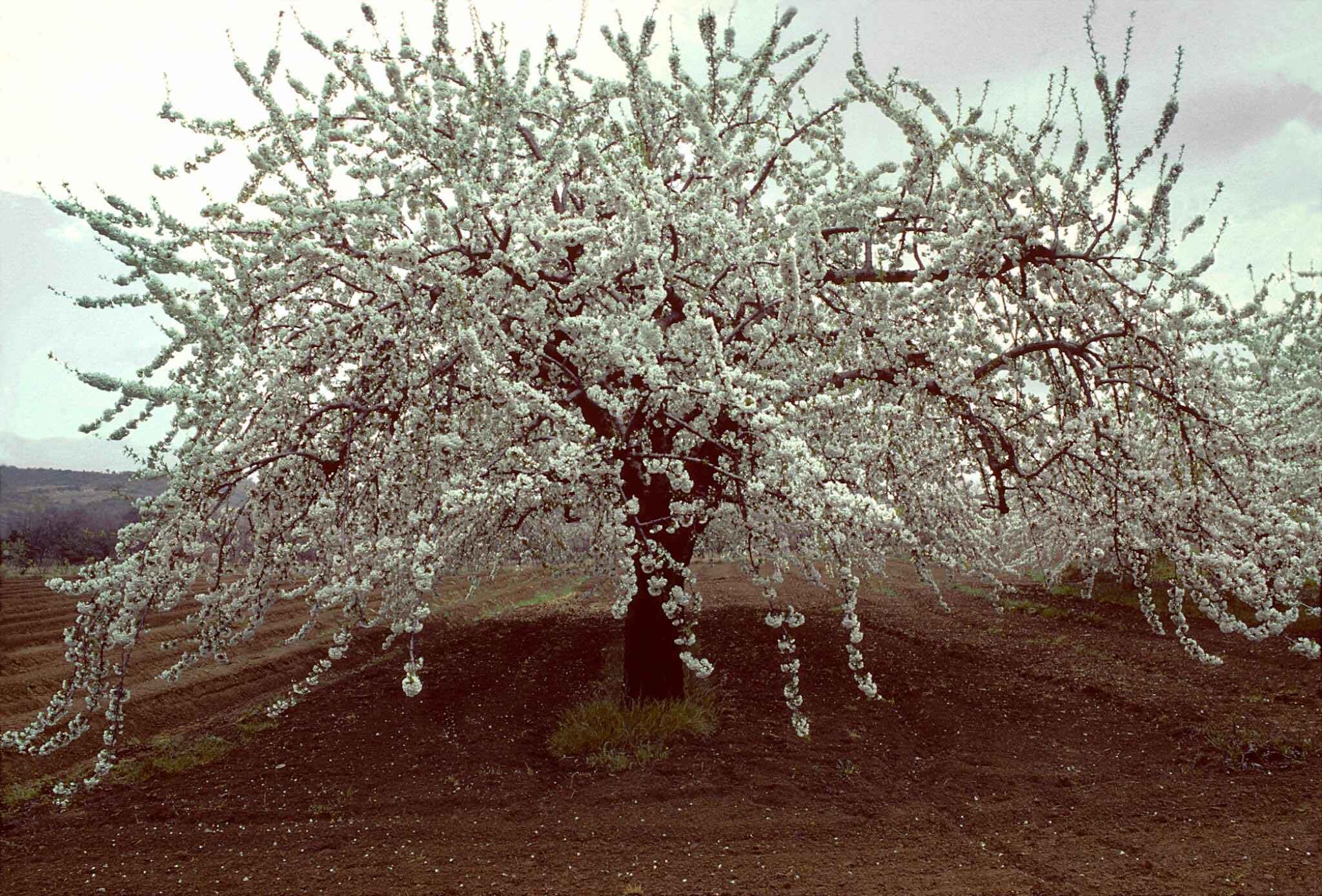 1976, Ардеш, Франция, вишневое дерево в цвету (вариация), фотограф Франк Хорват