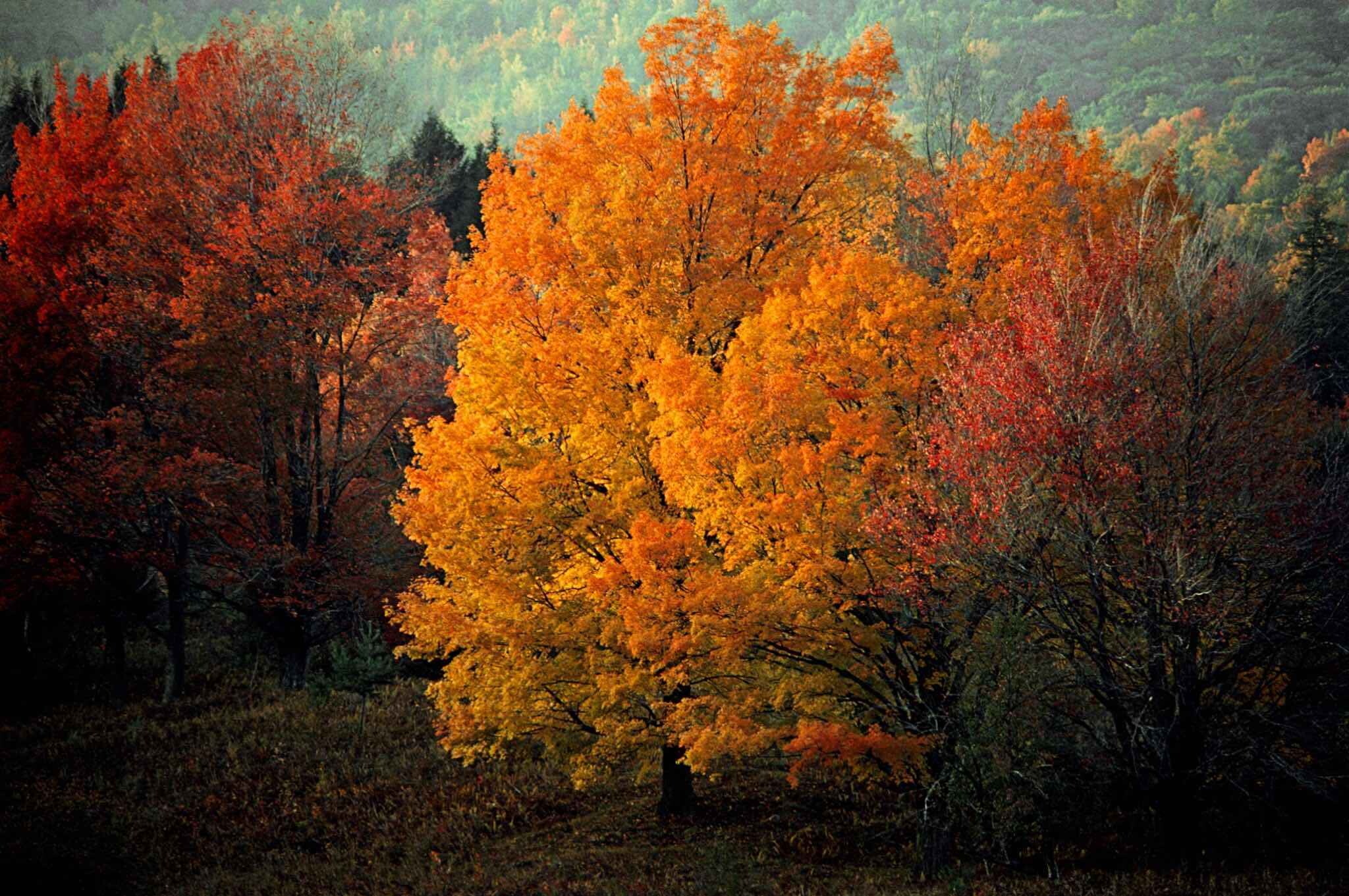 1976, Вермонт, США, клены осенью. Фотограф Франк Хорват