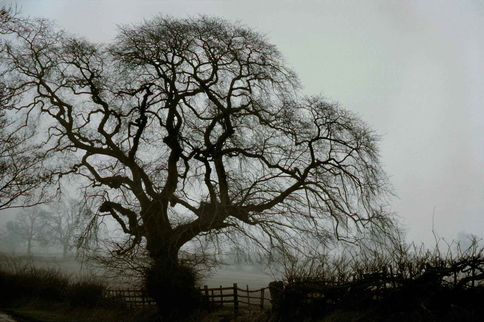 1977 год, Дербишир, Великобритания, голый дуб. Фотограф Франк Хорват