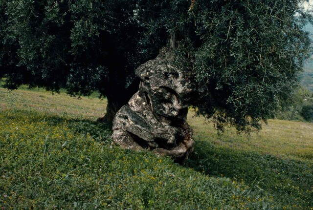 1977 год, Андалусия, Испания, оливковое дерево. Фотограф Франк Хорват