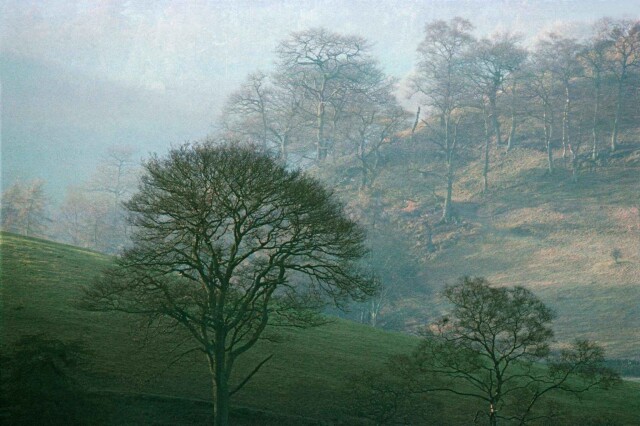 1977, Дербишир, Великобритания, пейзаж с буковыми деревьями. Фотограф Франк Хорват