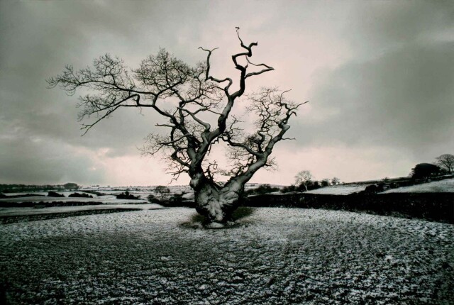 1977, Дербишир, Великобритания, старый дуб, со снегом. Фотограф Франк Хорват