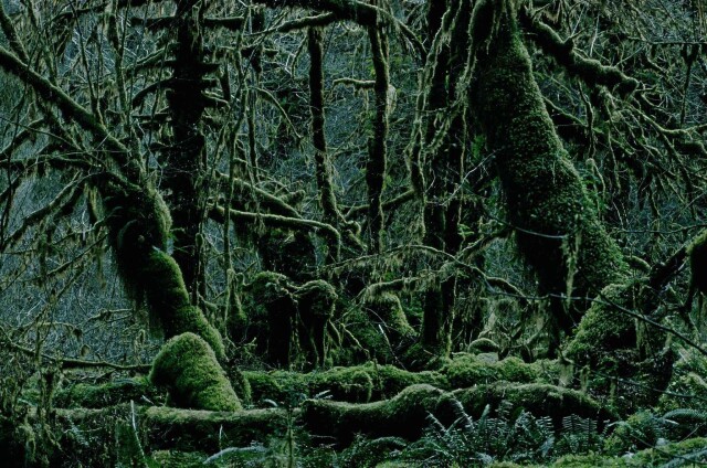 1978, штат Вашингтон, США, дождевой лес. Фотограф Франк Хорват