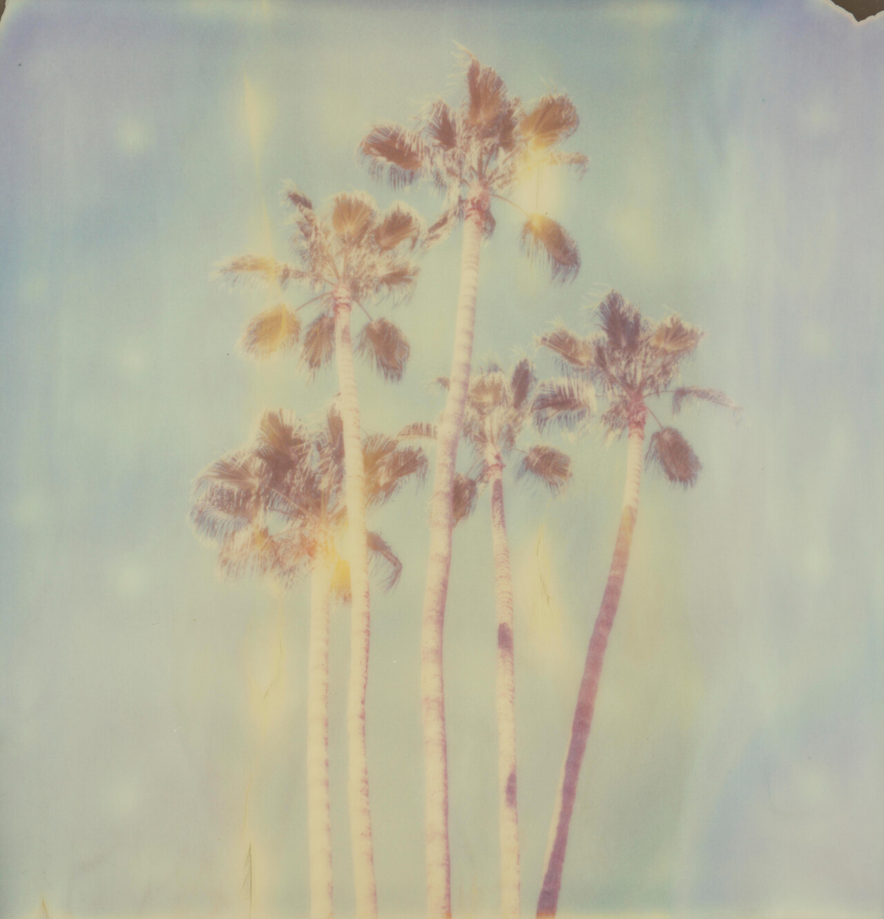 Палм-Спрингс Пальмы X (Блудливая Калифорния) , 2019, полароид. Фотограф Стефани Шнайдер