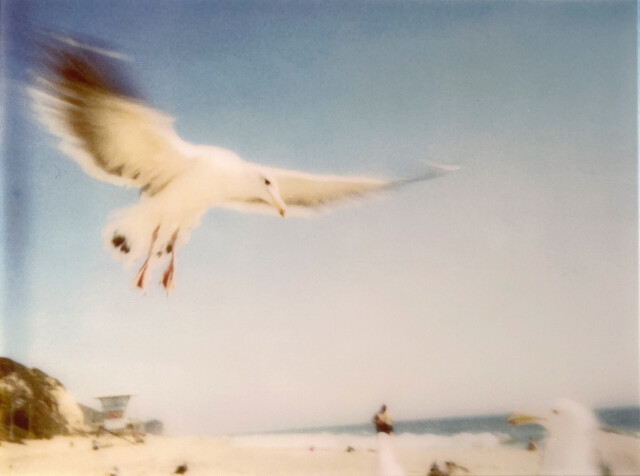 Чайки, 1999 г., полароид. Фотограф Стефани Шнайдер