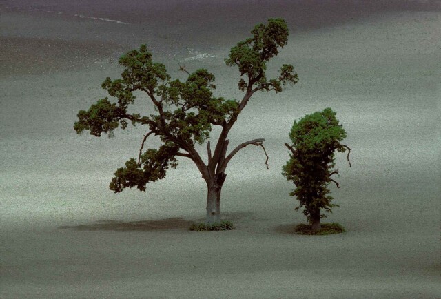 Философия и созерцательность в «Портретах деревьев» Франка Хорвата