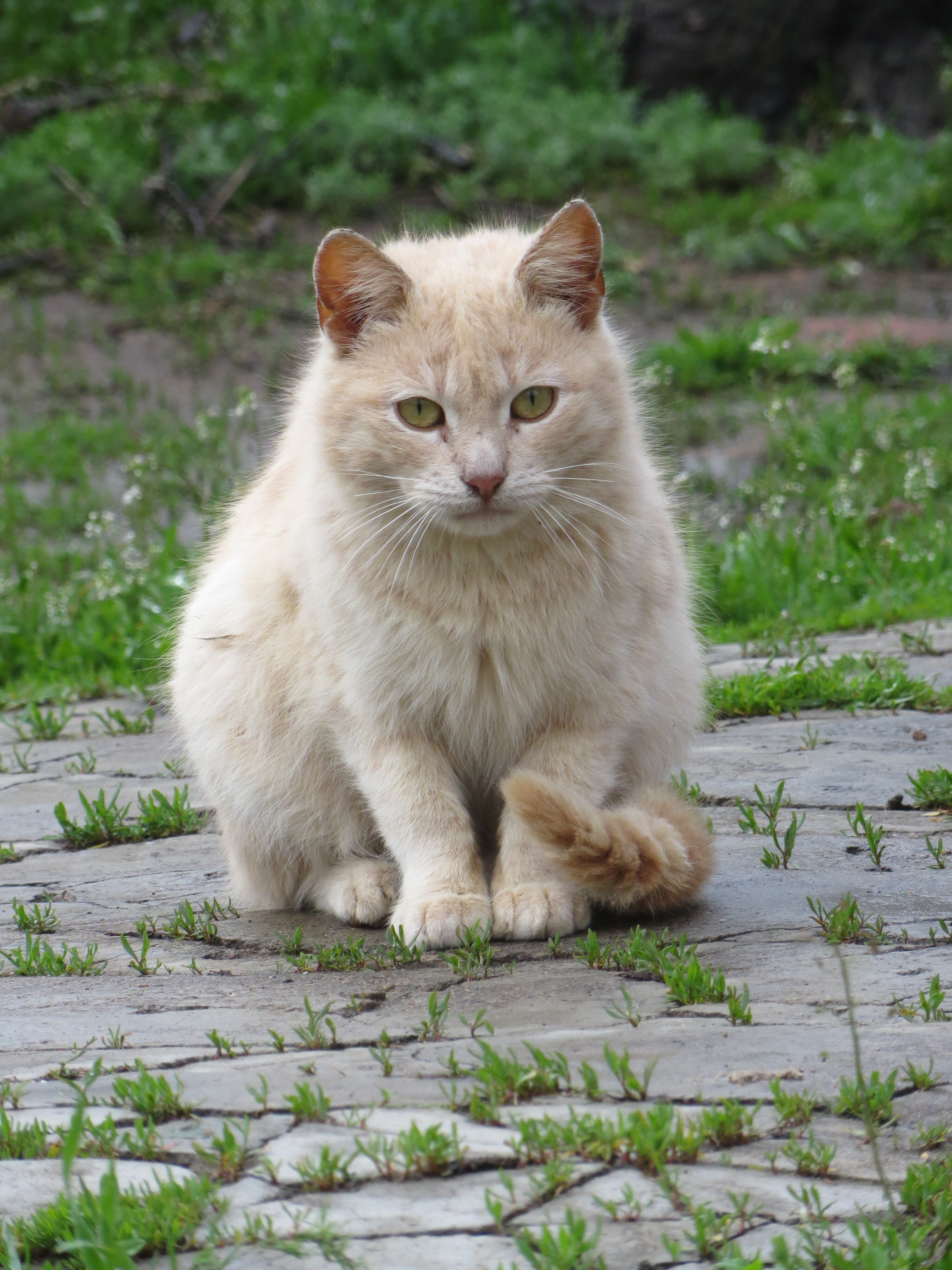 с. Ст.Игнатьевка.# Canon sx260   (3)