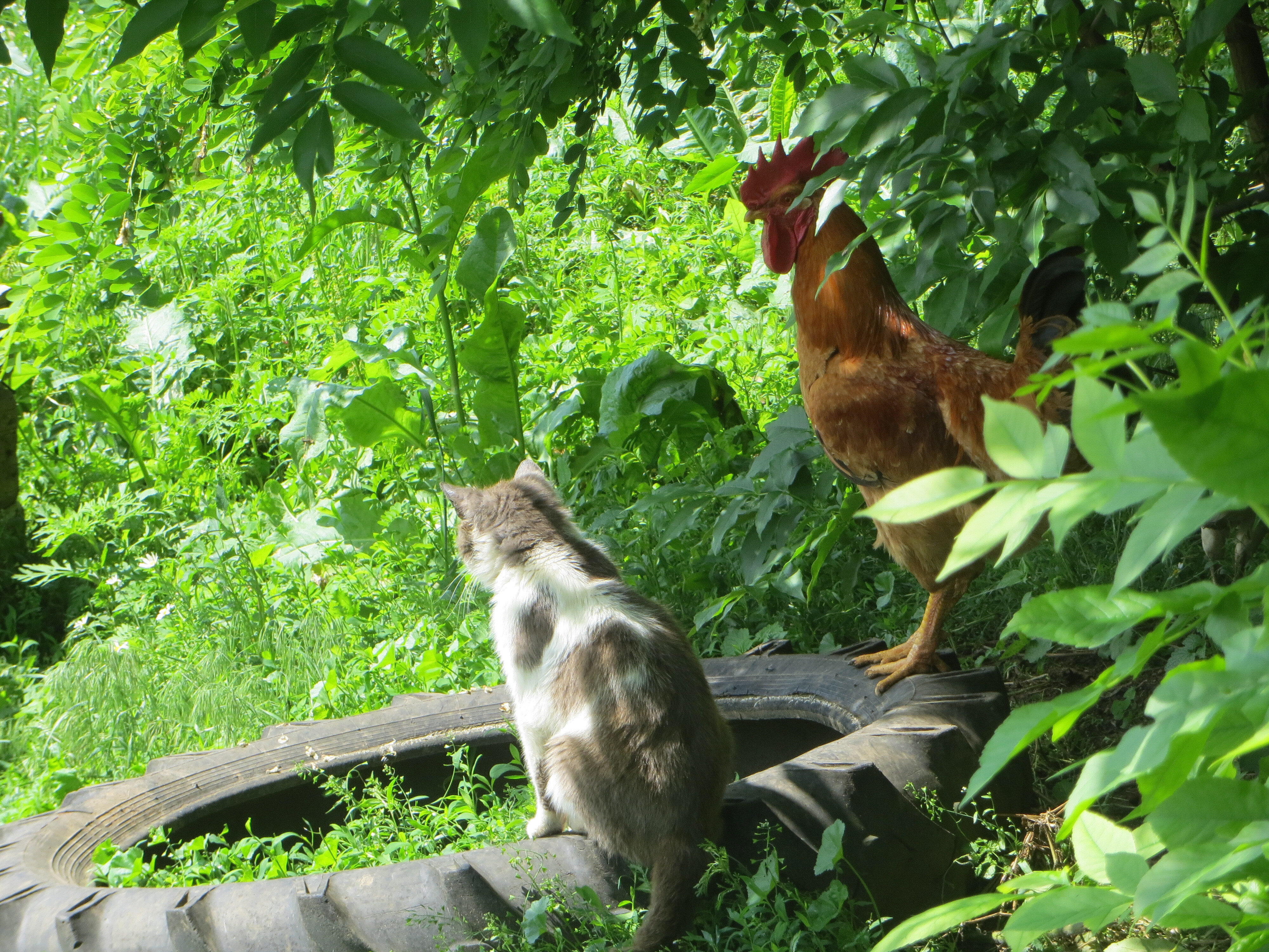 с. Ст.Игнатьевка.# Canon sx260   (1)