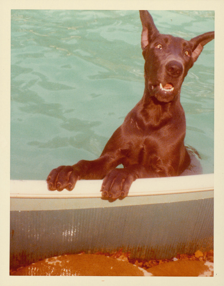 Собака, 1970-е. Фотограф Антонио Лопес