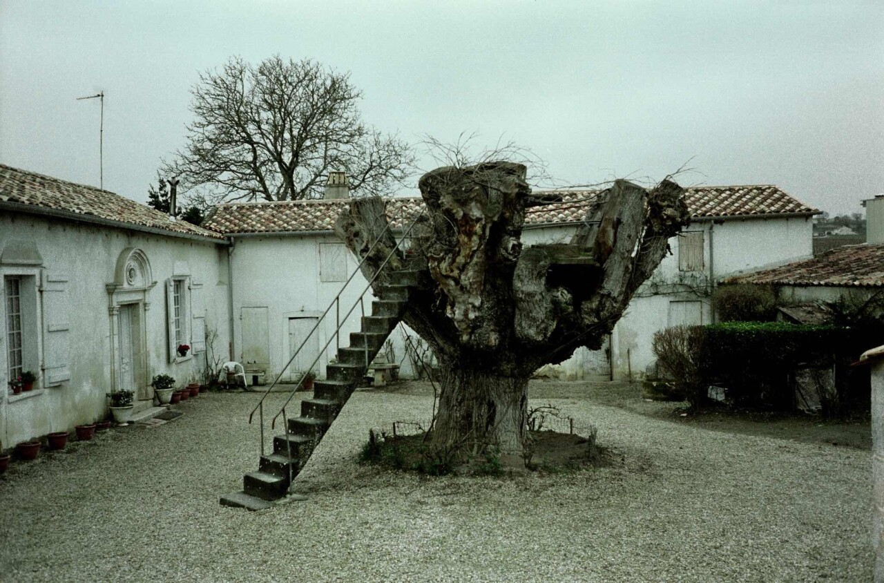 Проект «Ежедневный отчет», Сен-Мишель-де-Фронсак, Франция, фермерский двор и сухое дерево, февраль, 1999 год. Фотограф Франк Хорват