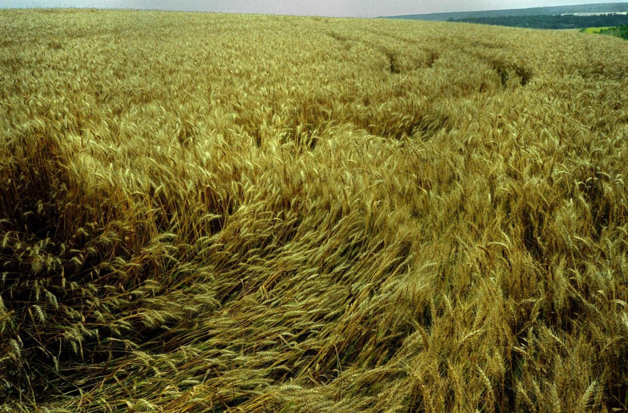 Проект «Ежедневный отчет», Бургундия-Бийанкур, Франция, пшеничные поля, июнь, 1999 год. Фотограф Франк Хорват