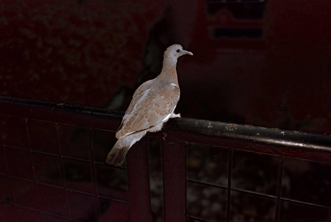 Проект Ежедневный отчет, Булонь-Бийанкур, Франция, умирающий голубь, июль, 1999 год. Фотограф Франк Хорват