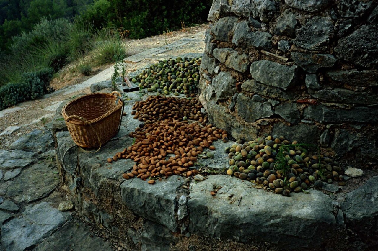 Проект «Ежедневный отчет», Котиньяк, Франция, урожай миндаля, август, 1999 год. Фотограф Франк Хорват