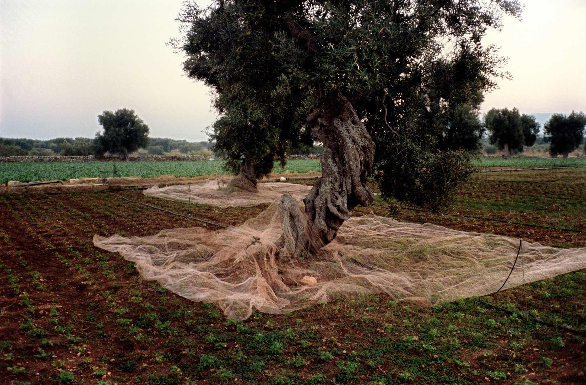 Проект Ежедневный отчет, Монополи, Италия, сбор оливок, октябрь, 1999 год. Фотограф Франк Хорват