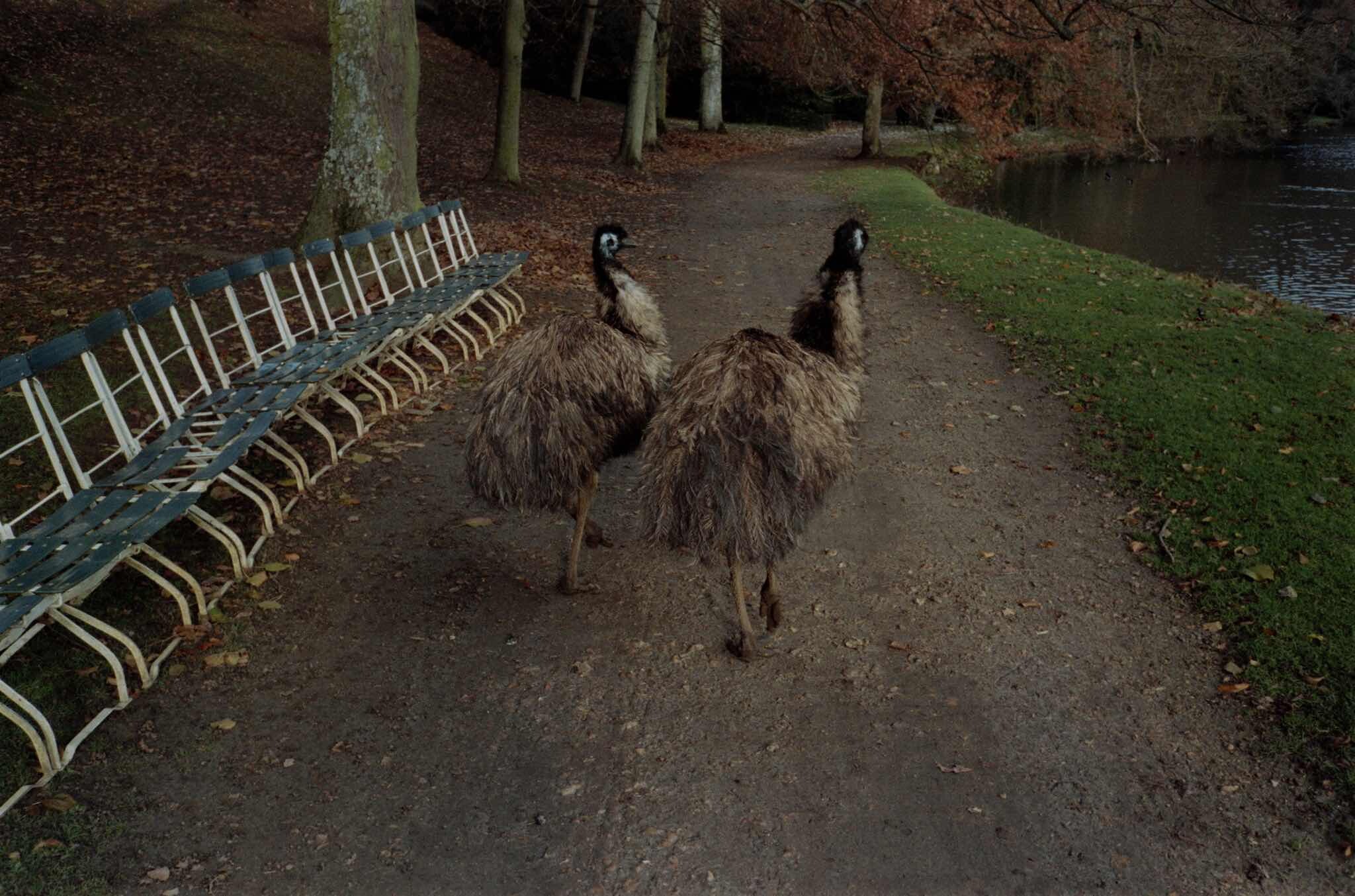 Проект Ежедневный отчет, Рамбуйе, Франция, касоарские птицы, ноябрь, 1999 год. Фотограф Франк Хорват