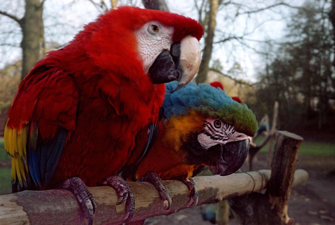 Проект «Ежедневный отчет», Рамбуйе, Франция, попугаи, ноябрь, 1999 год. Фотограф Франк Хорват
