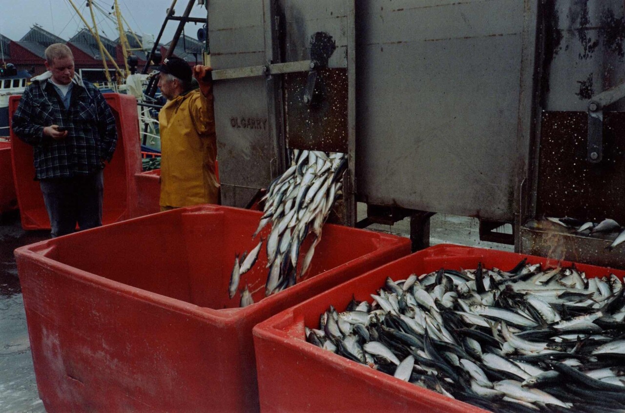 Проект Ежедневный отчет, Киллибегс, Ирландия, сбор рыбы, ноябрь, 1999 год. Фотограф Франк Хорват