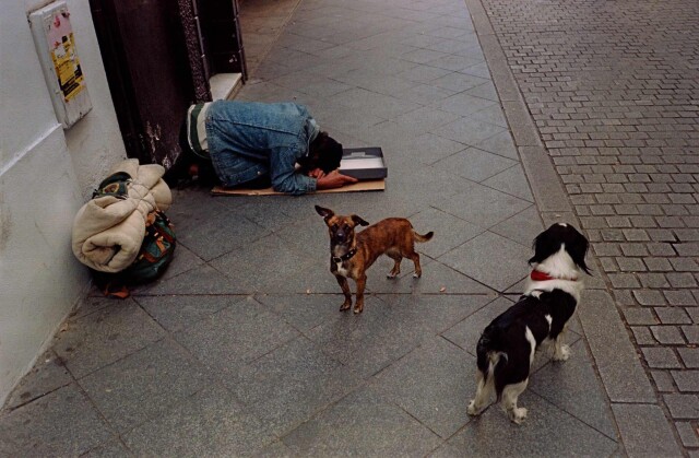 Севилья, Испания, нищий с собаками, декабрь, 1999 год. Фотограф Франк Хорват