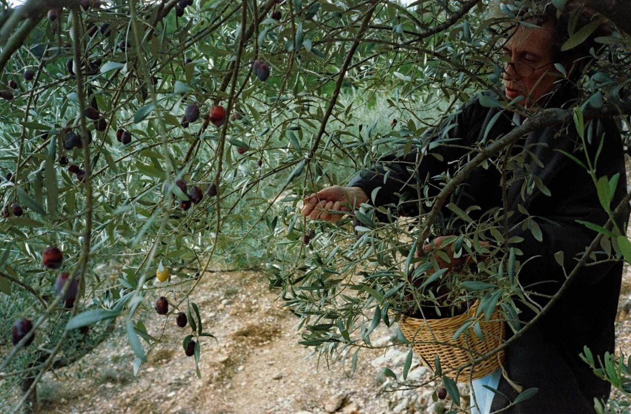 Проект «Ежедневный отчет», Котиньяк, Франция, урожай оливок, декабрь, 1999 год. Фотограф Франк Хорват