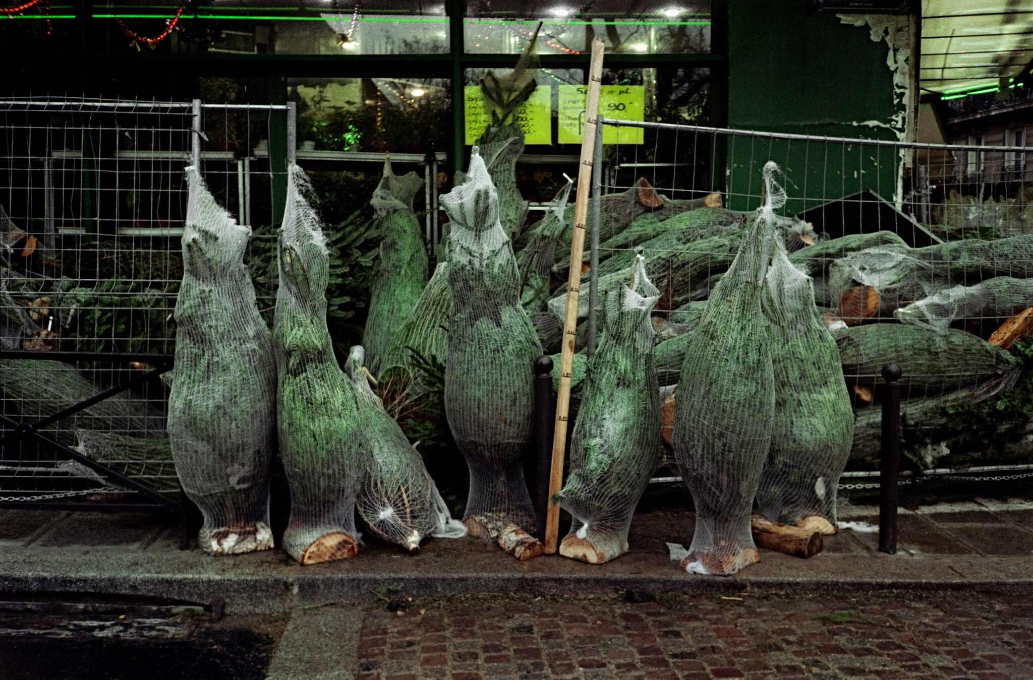 Проект Ежедневный отчет, Париж, рождественские елки, декабрь, 1999 год. Фотограф Франк Хорват