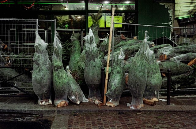 Проект «Ежедневный отчет», Париж, рождественские елки, декабрь, 1999 год. Фотограф Франк Хорват
