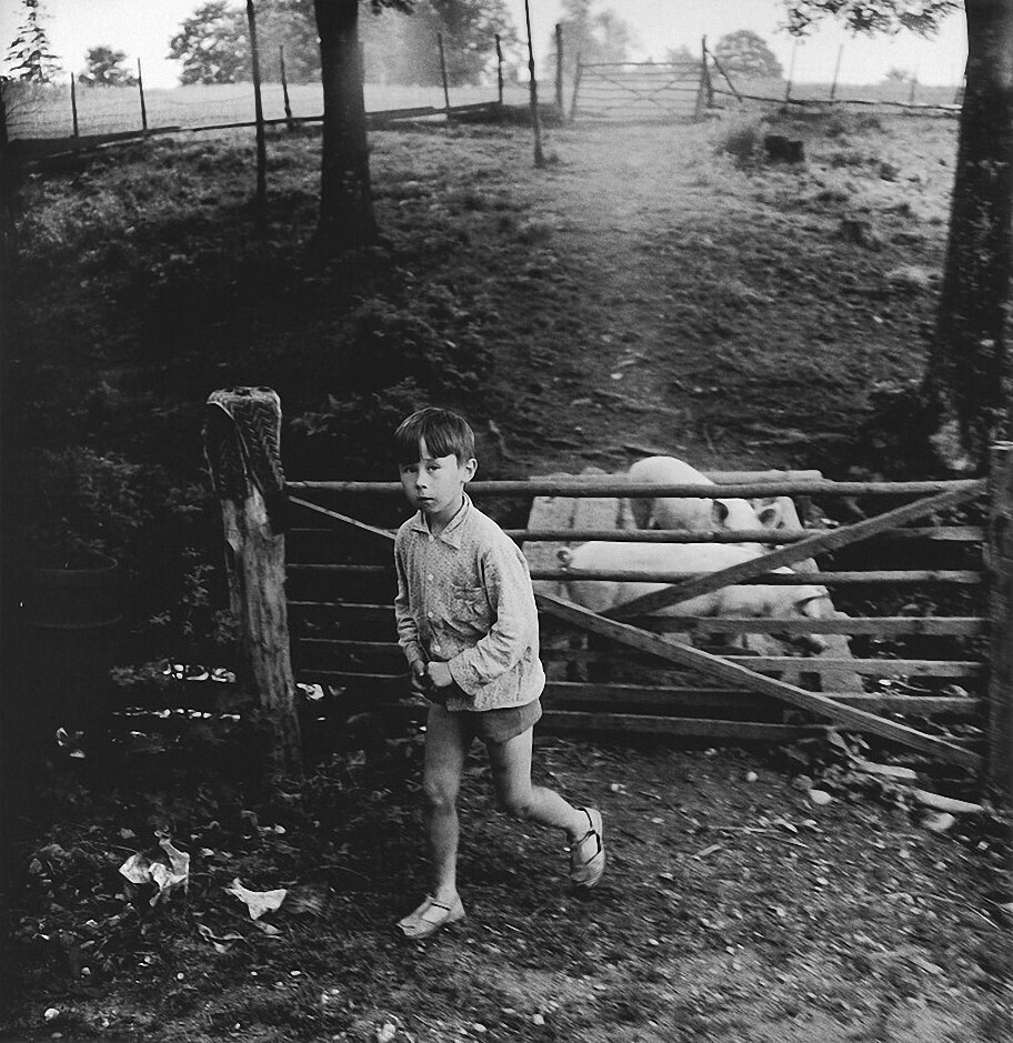 Мальчик со свиньями, 1972 год, фотограф Антанас Суткус