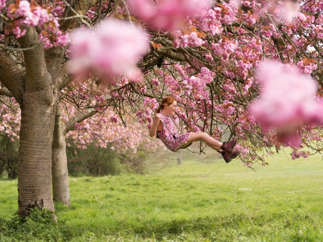 Цветущая вишня в парке Стэнмер. Автор Джозеф Форд