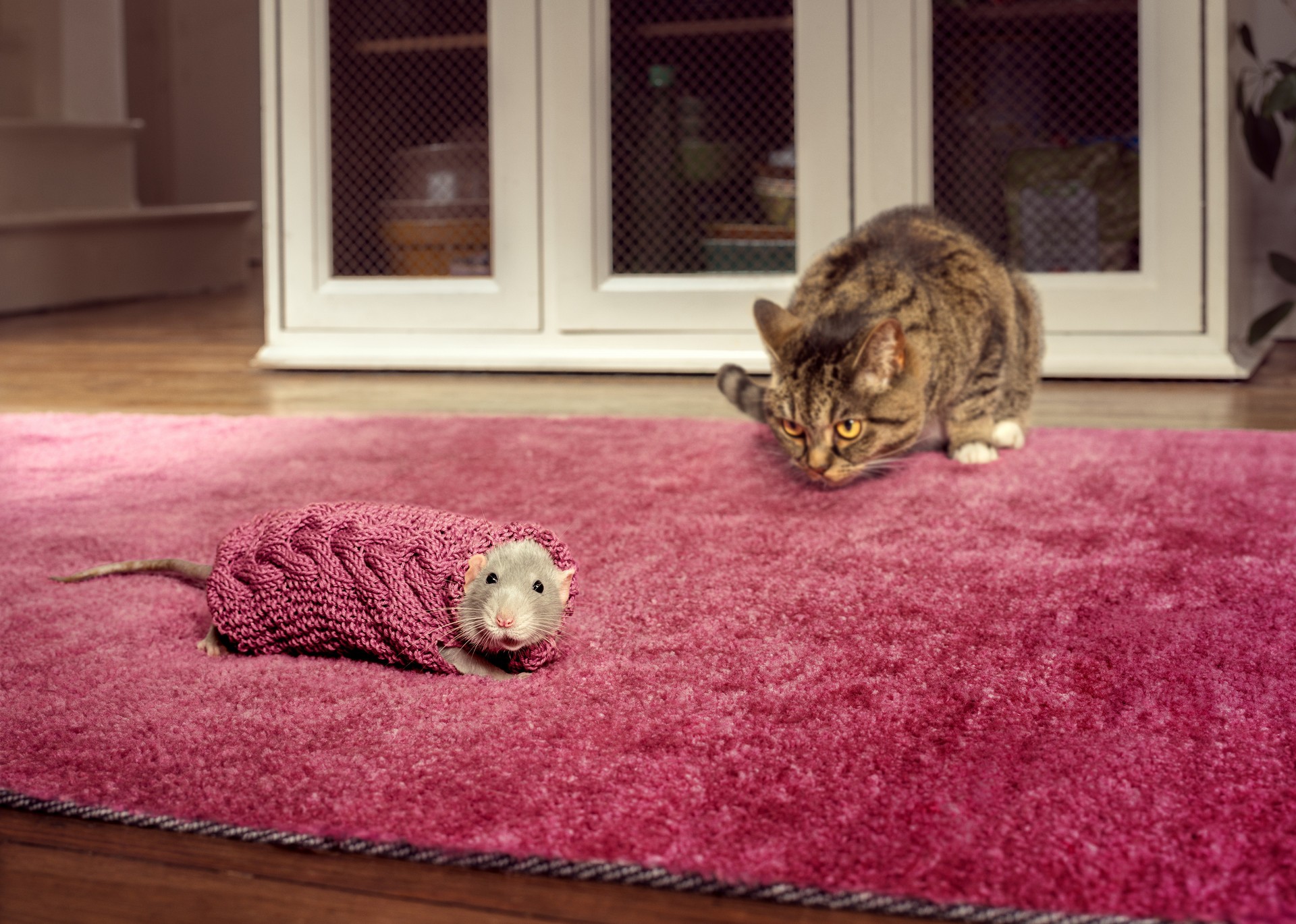Крыса Бадди и кошка. Автор Джозеф Форд