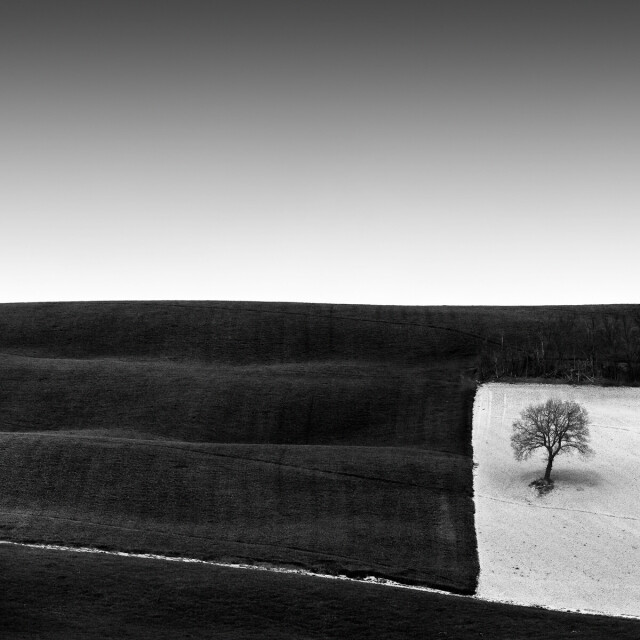 1 место в категории «Пейзаж», 2021. «Дерево в квадрате». Автор Розарио Чивелло