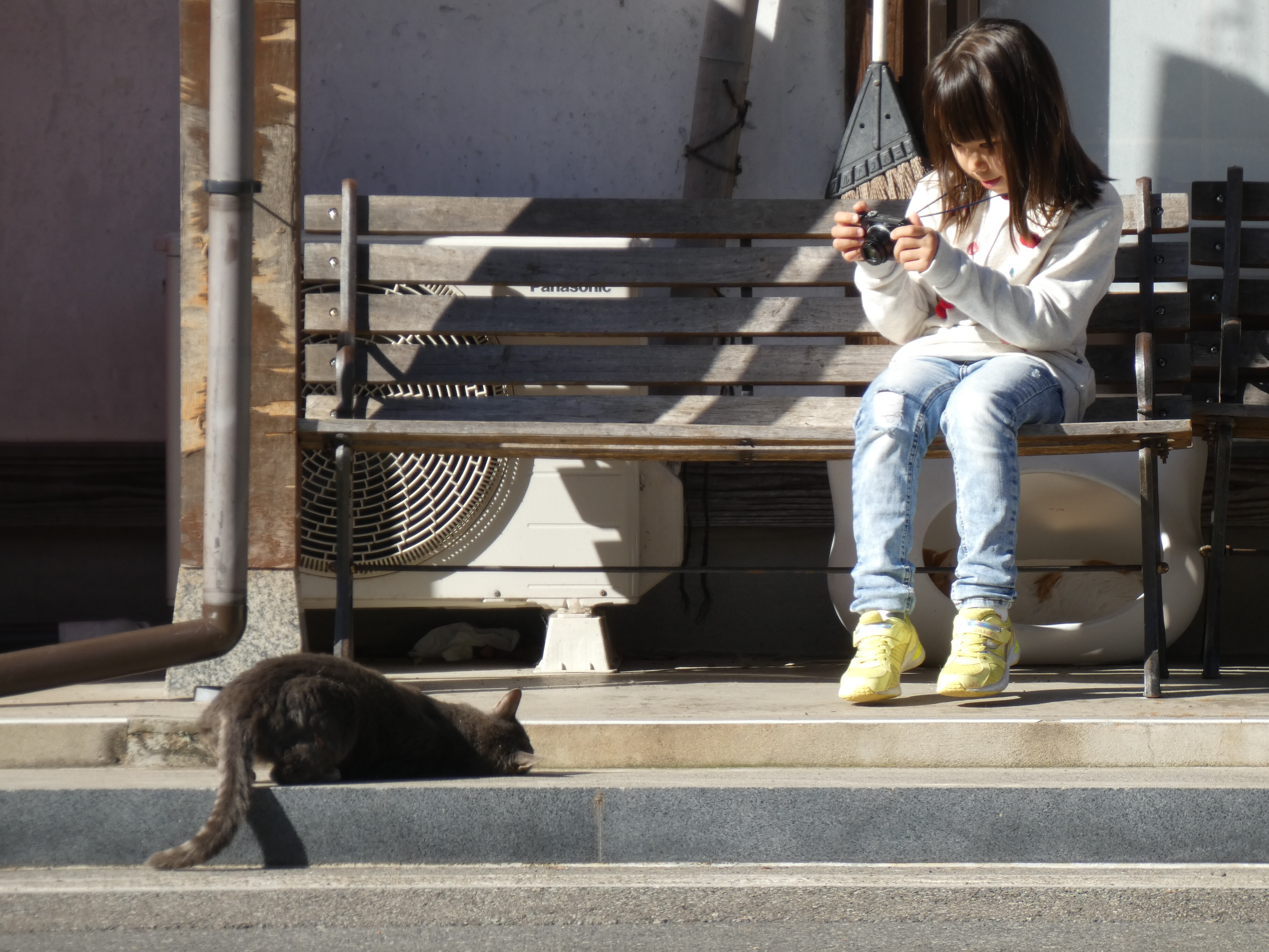 Центр для бездомных кошек в Японии. Префектура Фукуи. Как это выглядит. (3)