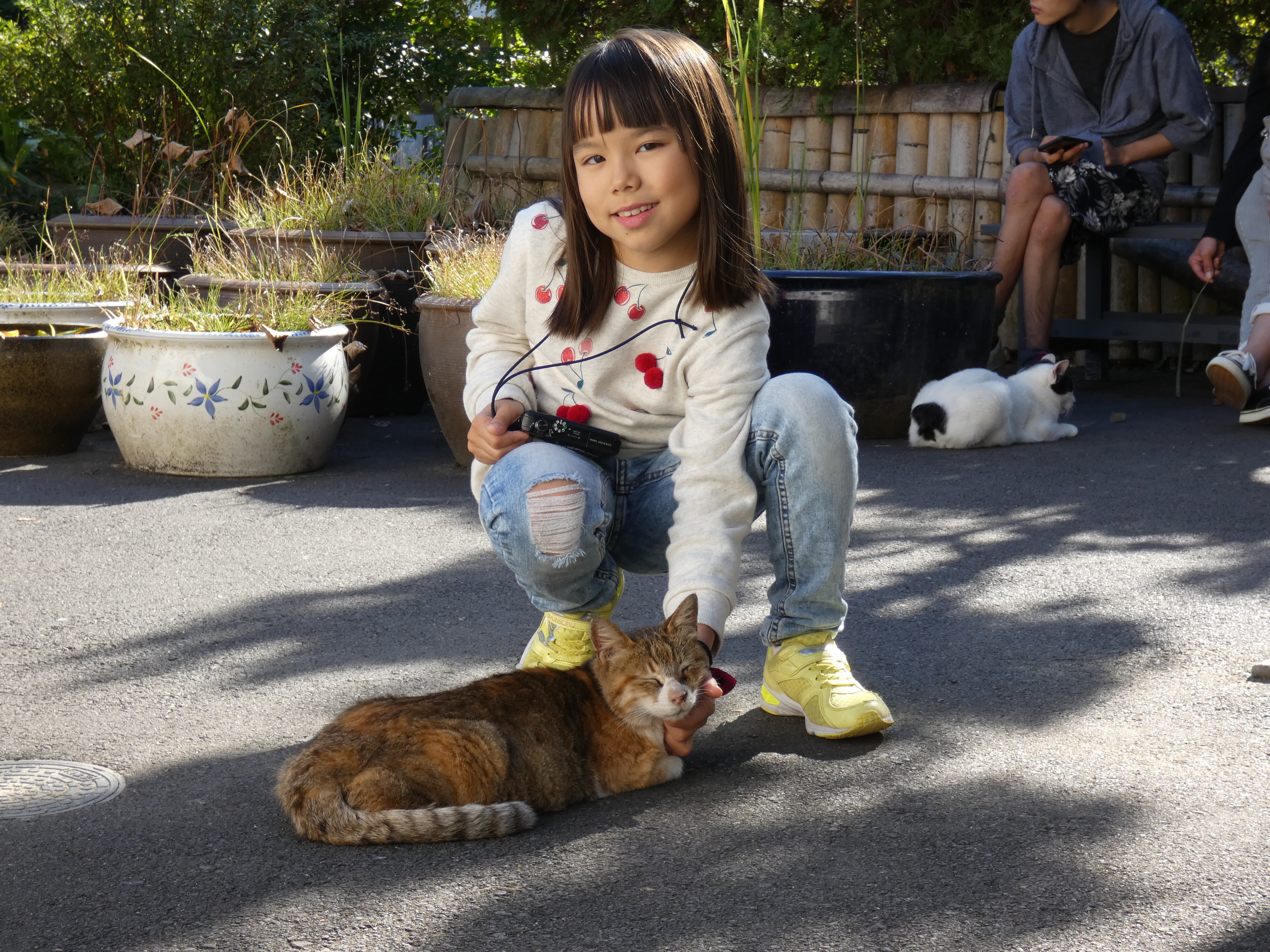 Центр для бездомных кошек в Японии. Префектура Фукуи. Как это выглядит. (2)