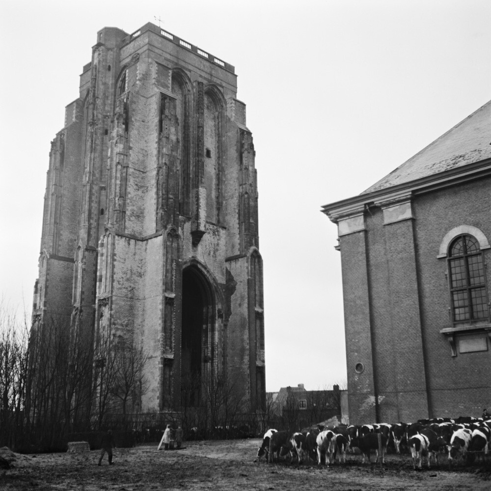 Скот в Гроте Керк в Зирикзе после потопа (1953), фотограф Эд ван дер Элскен