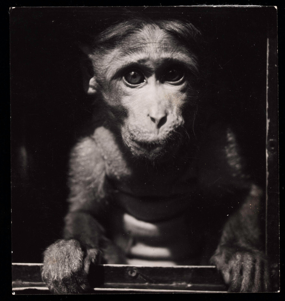 Париж (1950-1954), фотограф Эд ван дер Элскен (21)