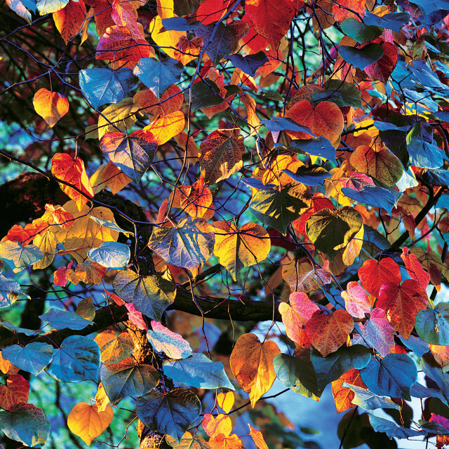 Осенние листья. Автор Кристофер Бёркетт
