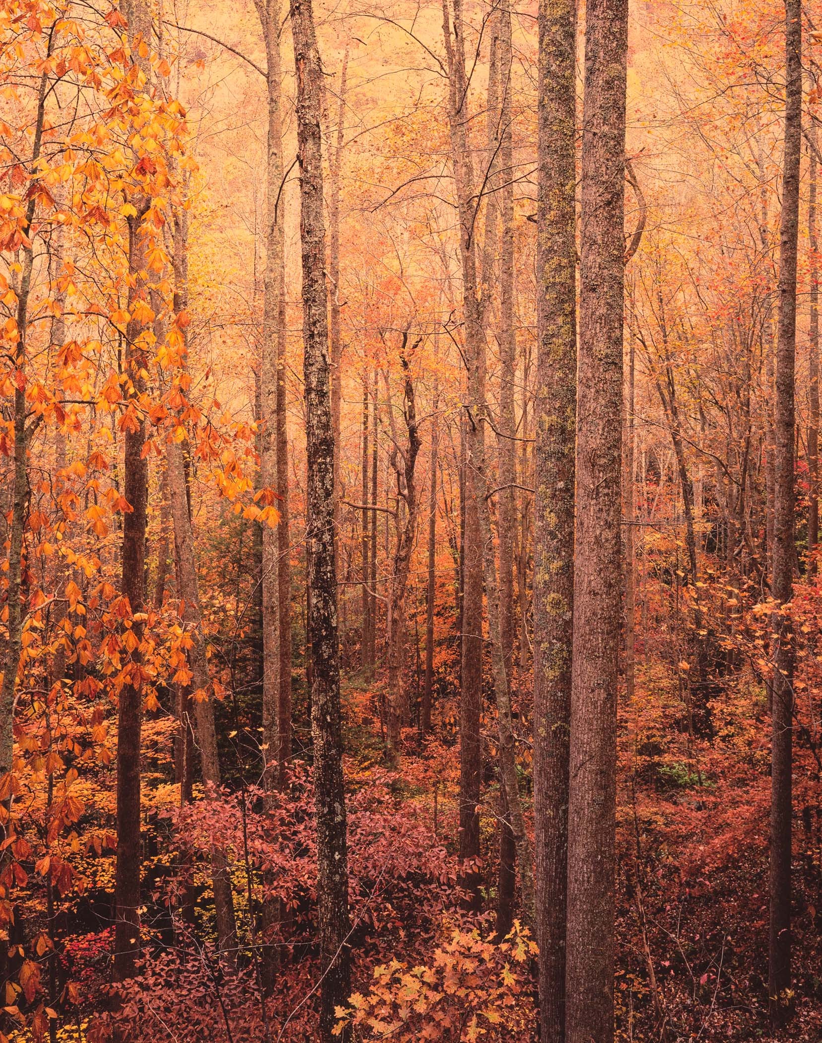 Аппалачский лес. Автор Кристофер Бёркетт