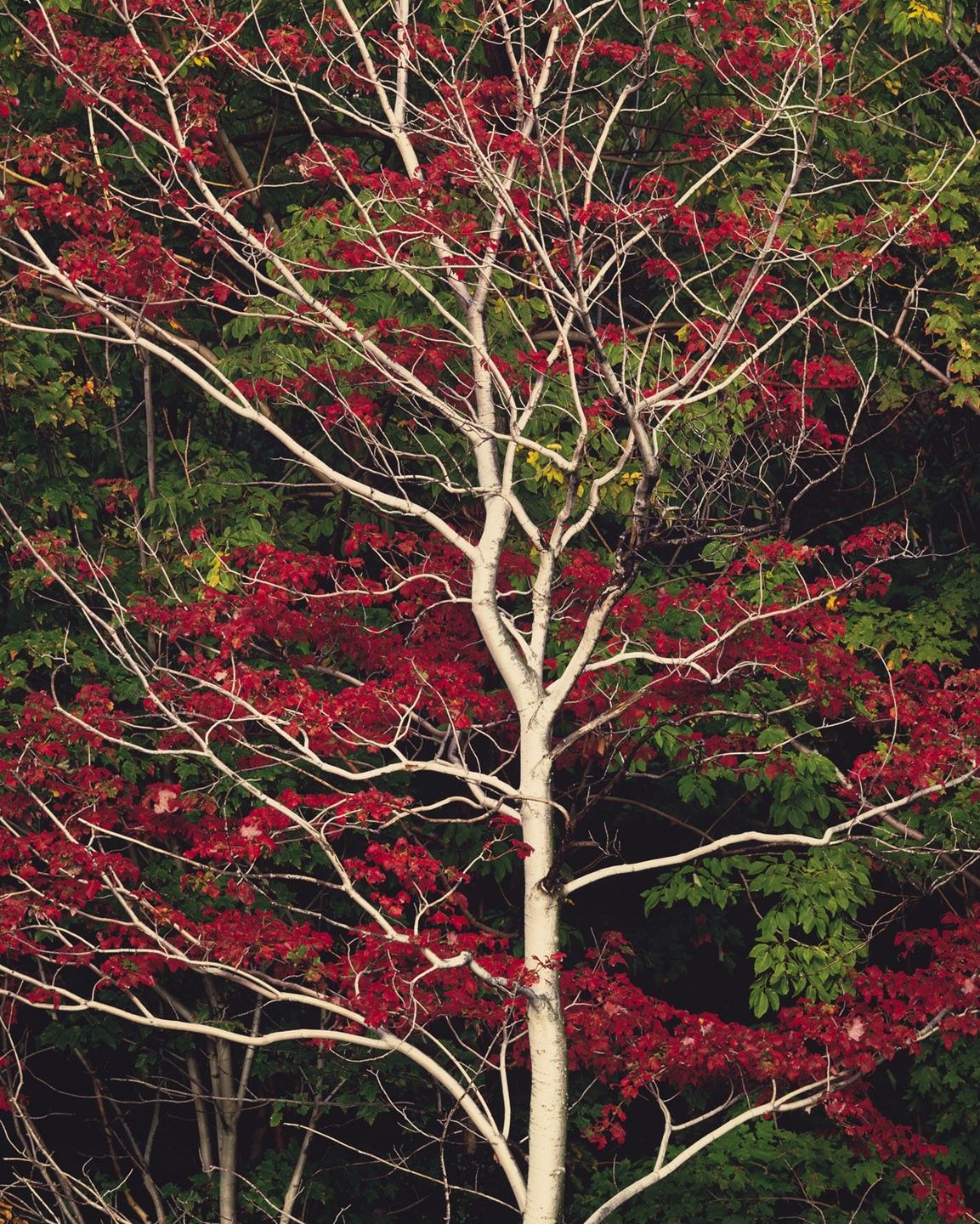 Красные листья и белый ствол, Нью-Гэмпшир. Автор Кристофер Бёркетт