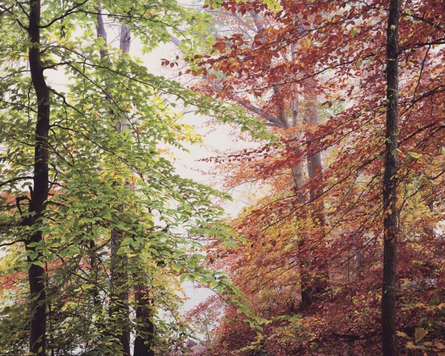 Мирный осенний лес, Огайо. Автор Кристофер Бёркетт