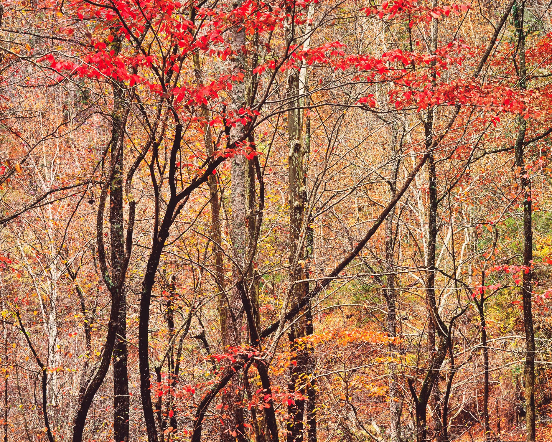 Осенний лес, Теннесси. Автор Кристофер Бёркетт