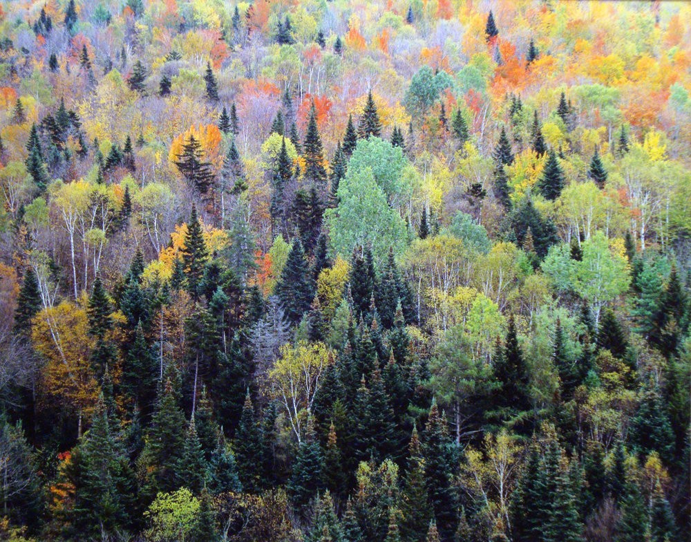 Пёстрый лес, Нью-Гэмпшир. Автор Кристофер Бёркетт