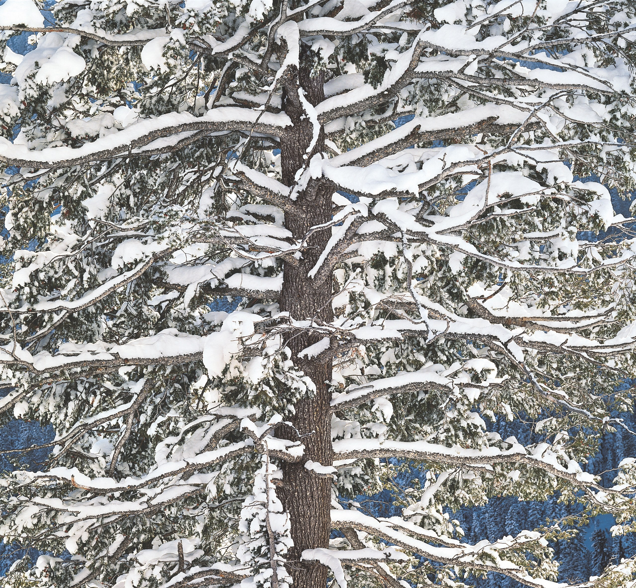 Пихта в снегу, Вайоминг. Автор Кристофер Бёркетт