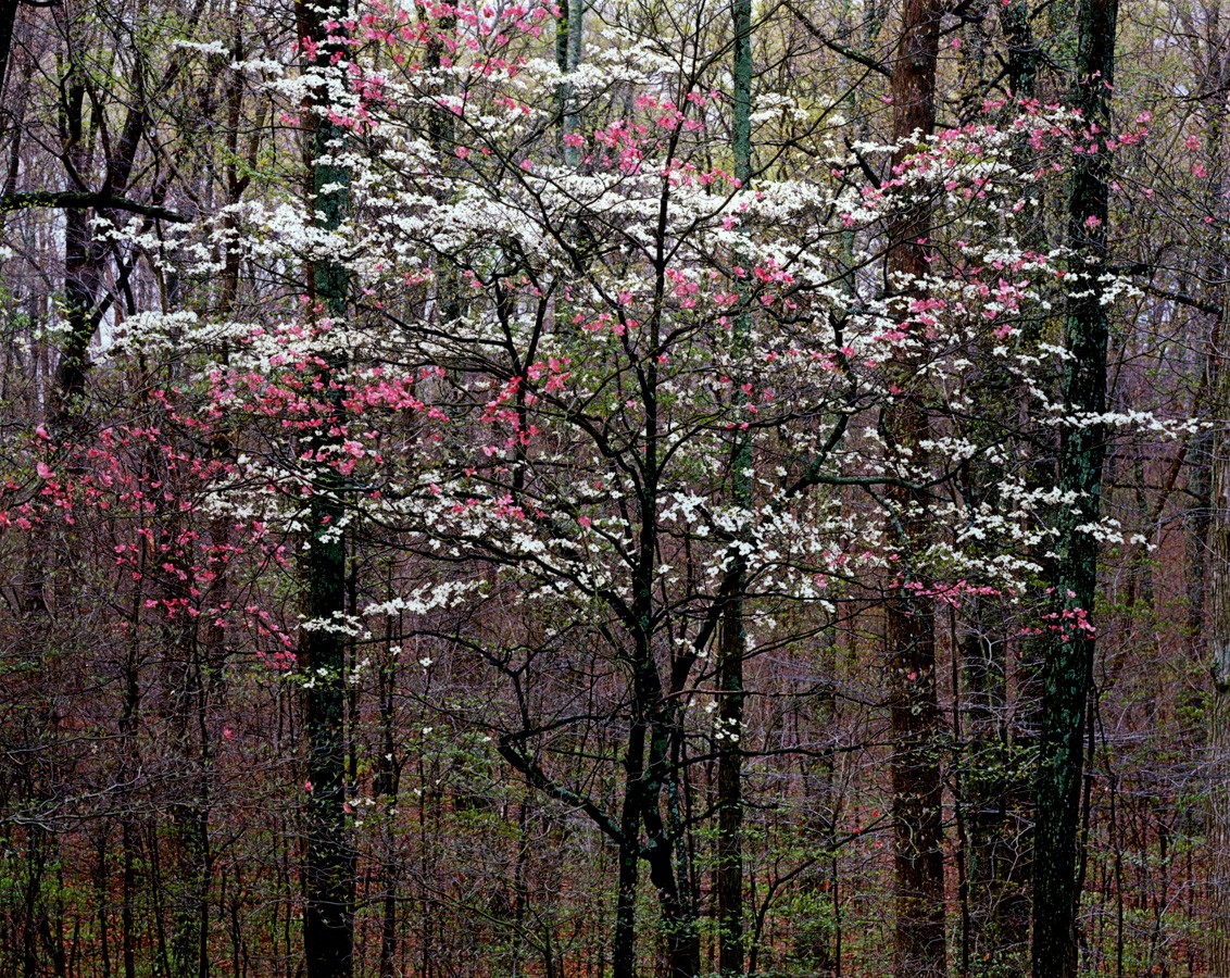 Розово-белый кизил в Кентукки. Автор Кристофер Бёркетт