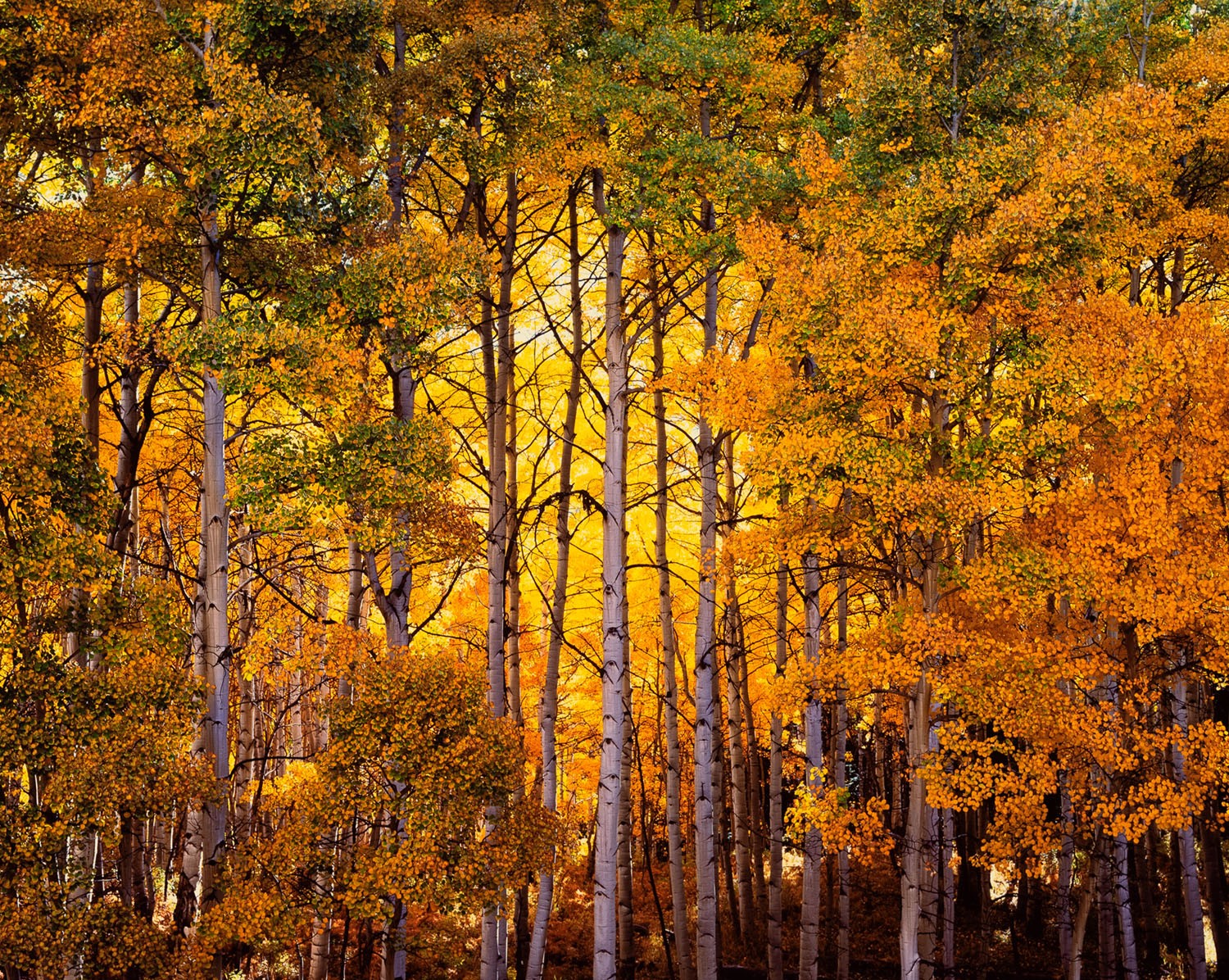 Сияющий лес, Колорадо. Автор Кристофер Бёркетт