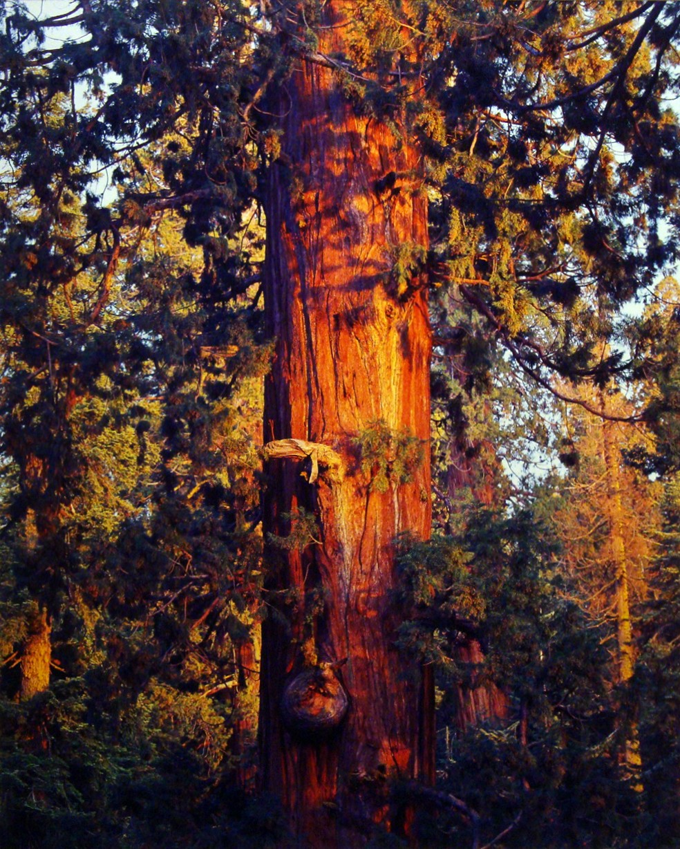 Старая секвойя на закате в Калифорнии. Автор Кристофер Бёркетт